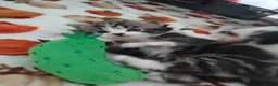 Mixed Breed cats for sale: 3 gorgeous kittens looking for forever home - Advert 12