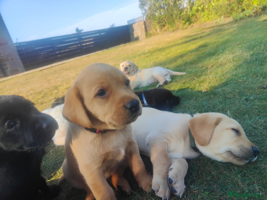 Labrador Retriever dogs for sale: Labrador puppies KC reg  - Image 15