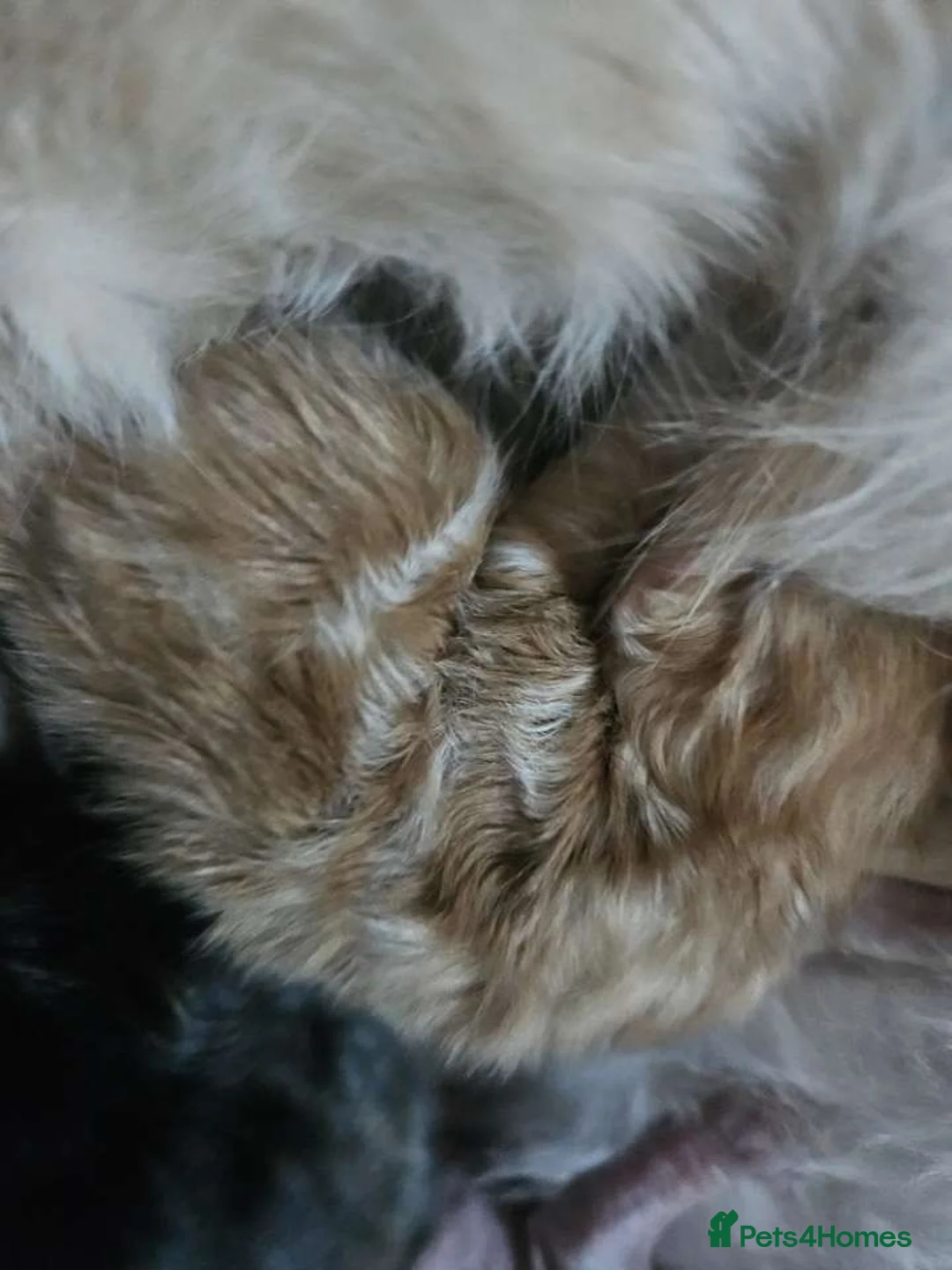 Mixed Breed cats for sale: Beautiful Maine coons x Sphynx 🐾 - Advert 23