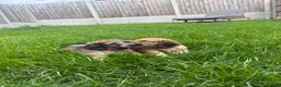 Miniature Dachshund dogs for sale: 🐶    KC Miniature Shaded Cream Dachshund Pups  🐶 in Rotherham - Advert 2