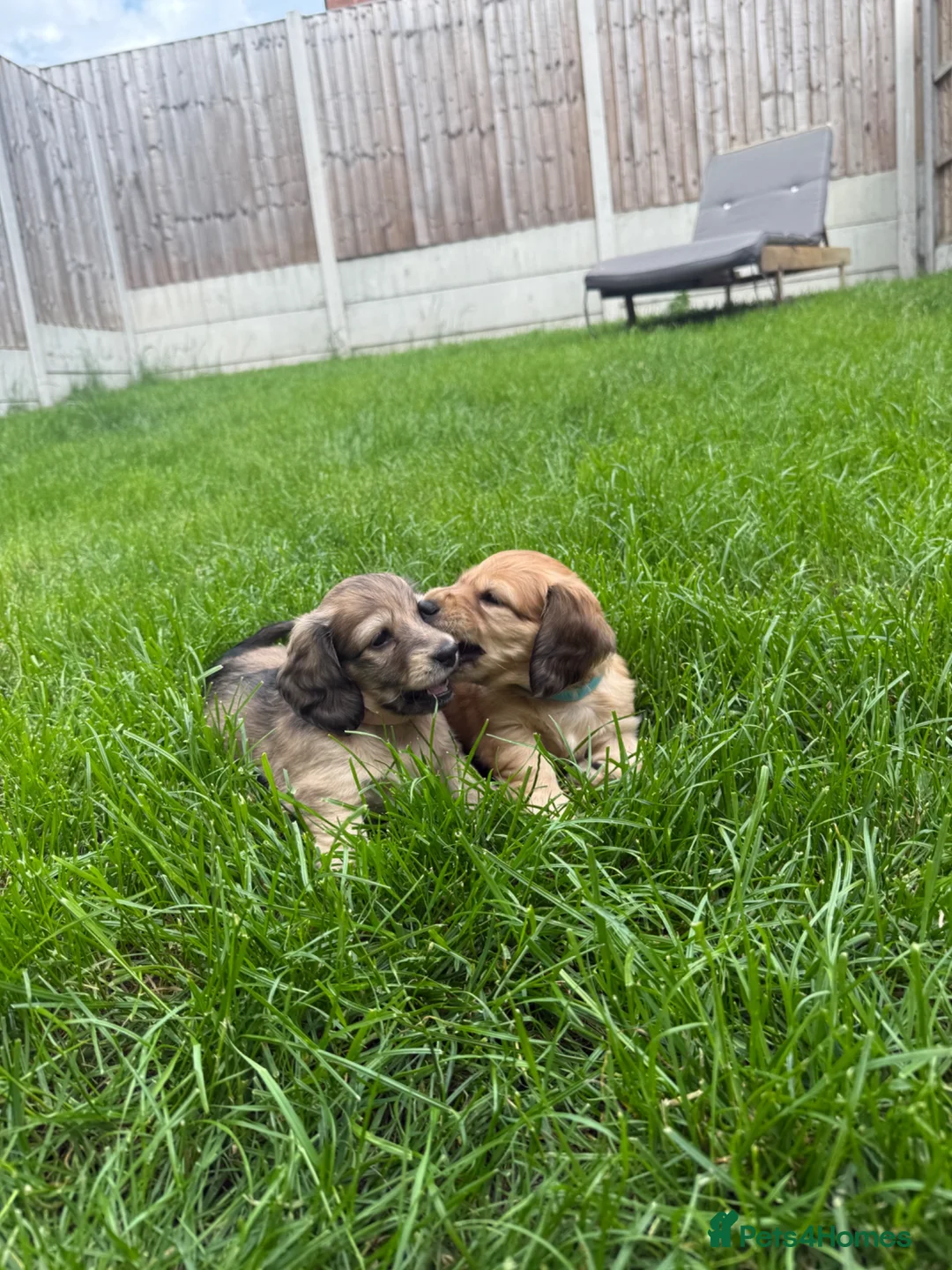 Miniature Dachshund dogs for sale: 🐶    KC Miniature Shaded Cream Dachshund Pups  🐶 in Rotherham - Advert 2
