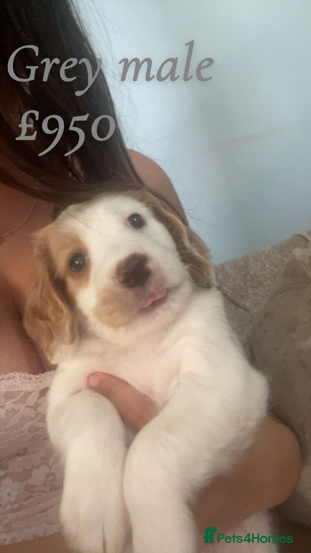 English Springer Spaniel dogs for sale: Gorgeous springer spaniel pups  - Image 9