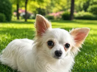 Chihuahua dogs Chihuahua - Advert 1