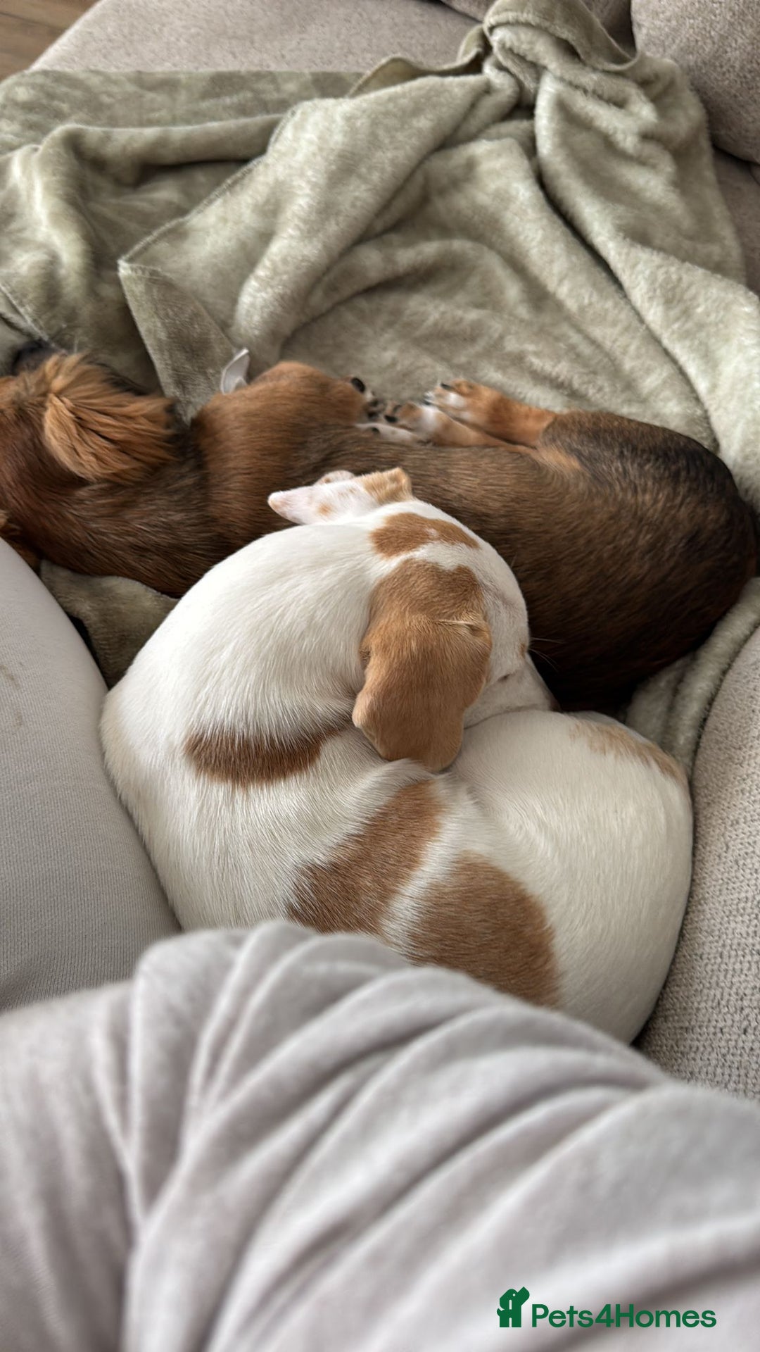 Dachshund dogs for adoption: Meet Betty & Momo — two short-legged siblings! - Advert 3