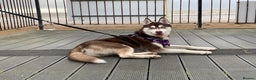 Siberian Husky dogs for stud:  Siberian husky for stud  - Advert 8