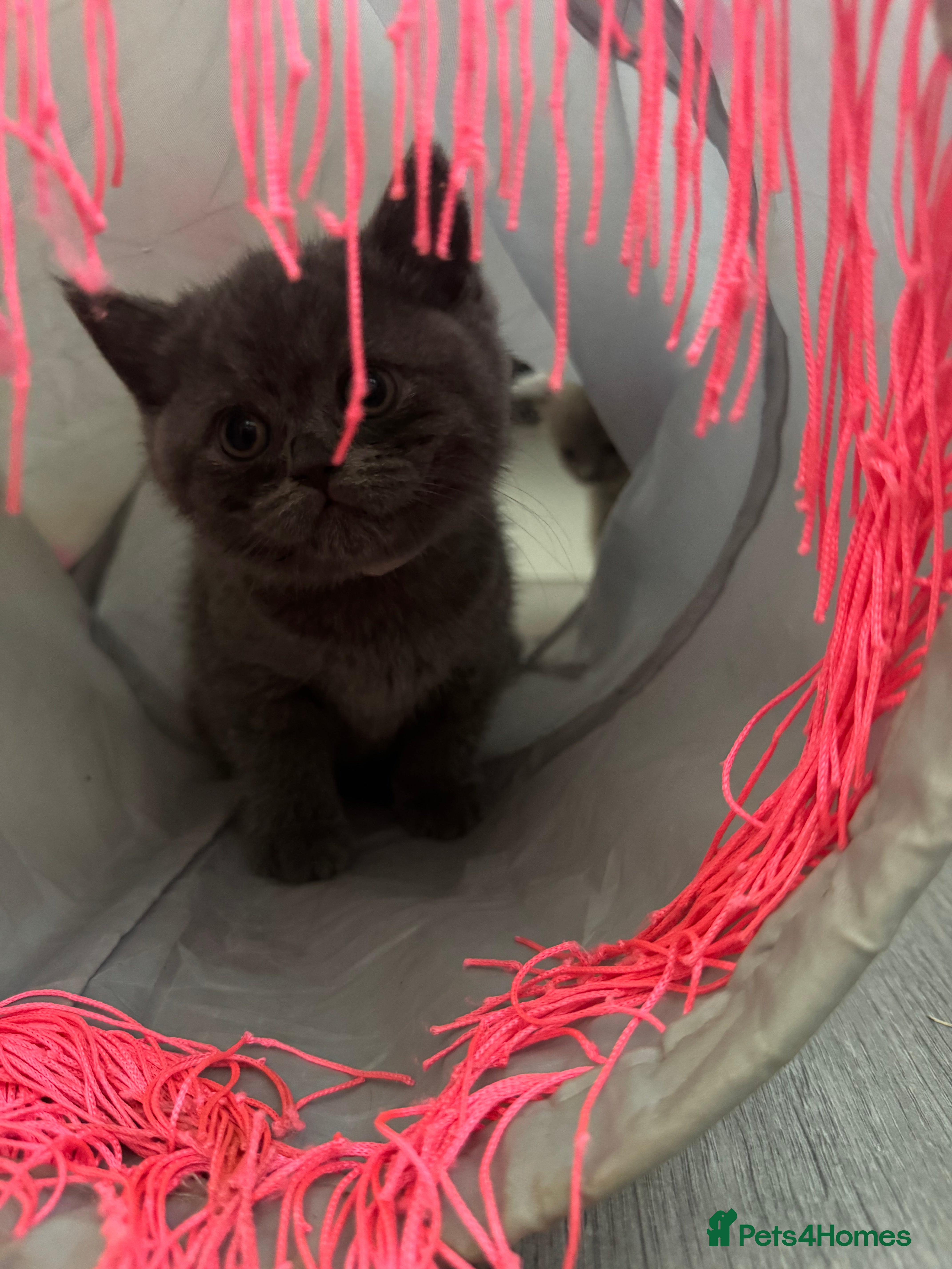 British Shorthair cats 4 British Shorthair Kittens For Sale - Advert 2