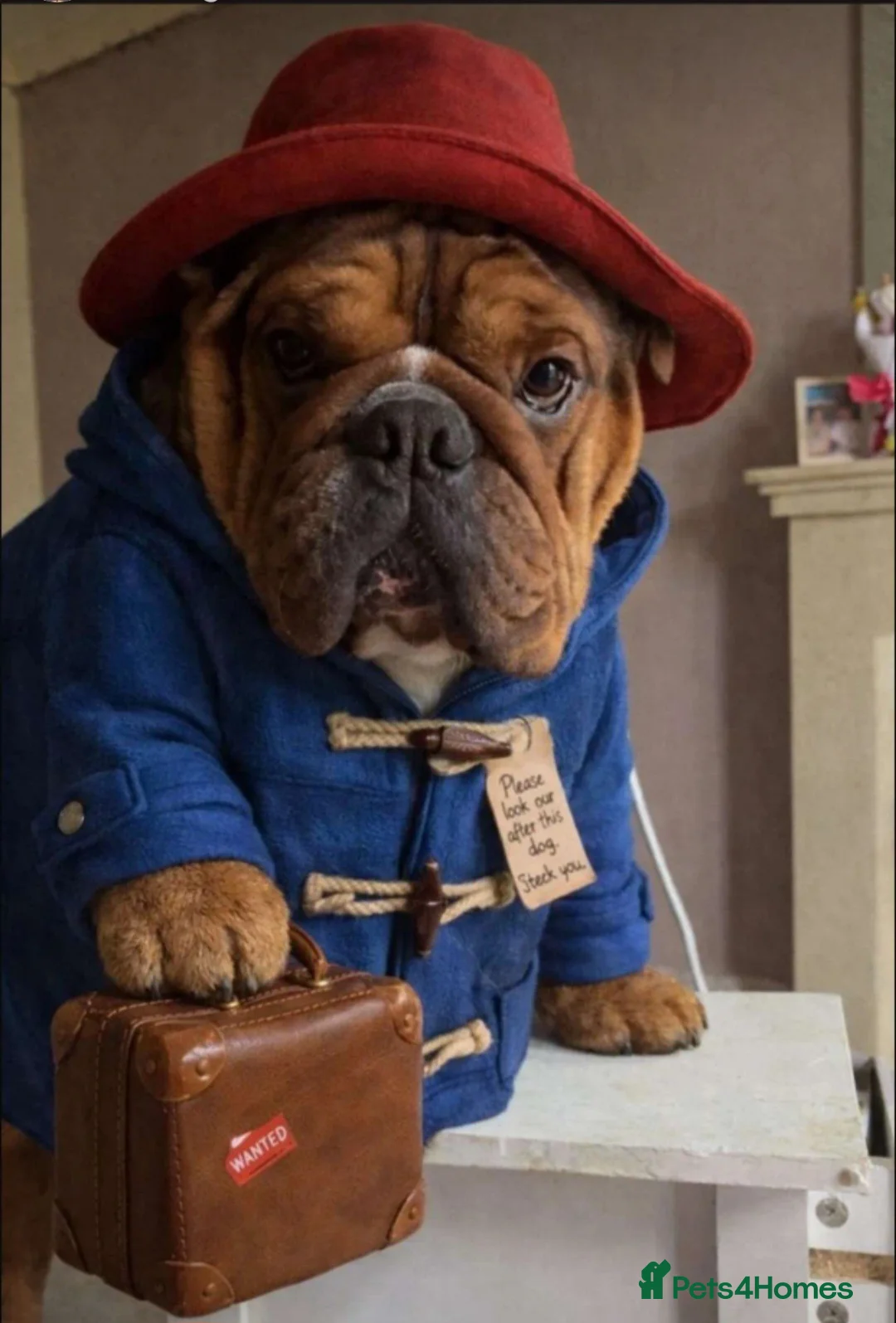 English Bulldog dogs for stud: Kc registered Choc sable EBD STUD ONLY in Bradford - Advert 2