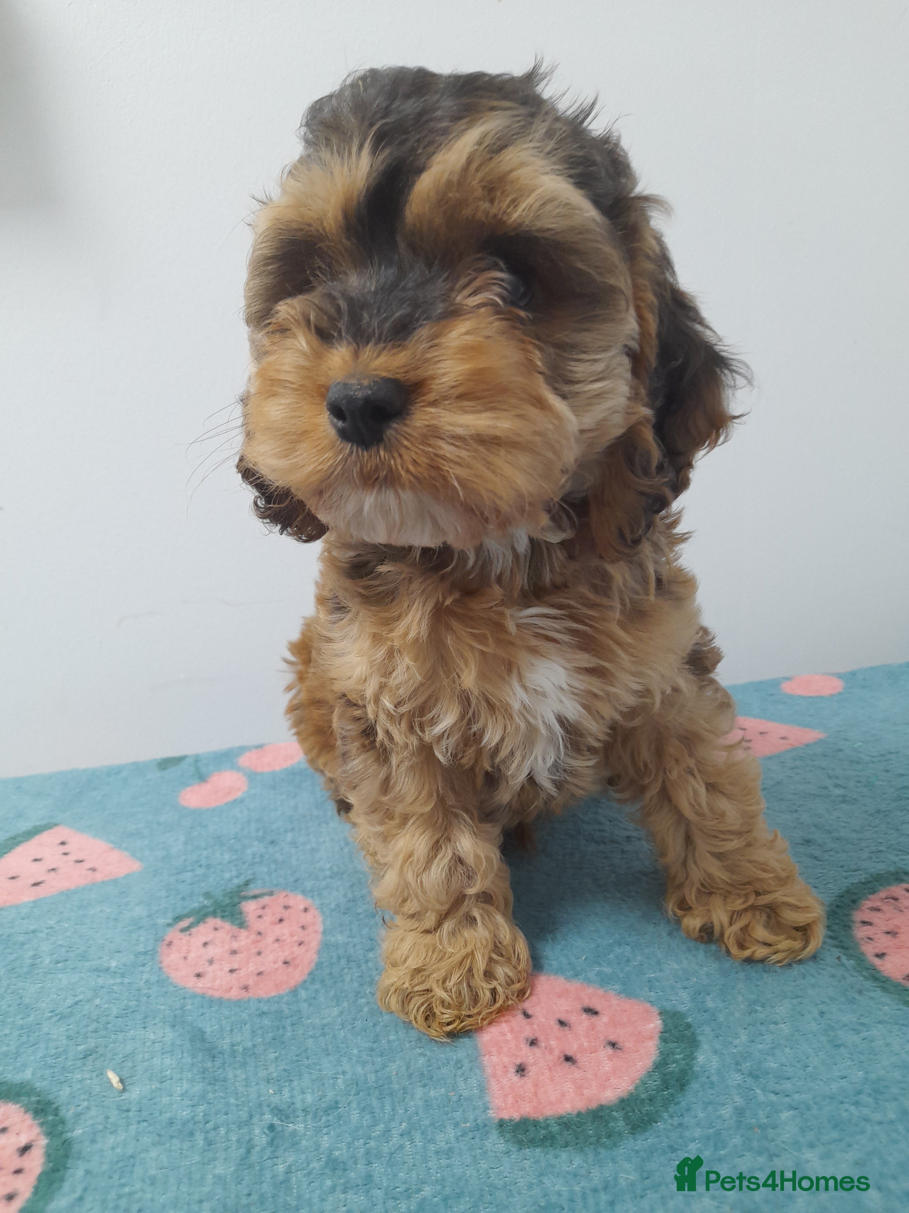 Cockapoo dogs Beautiful cockapoo puppies ready now - Advert 1