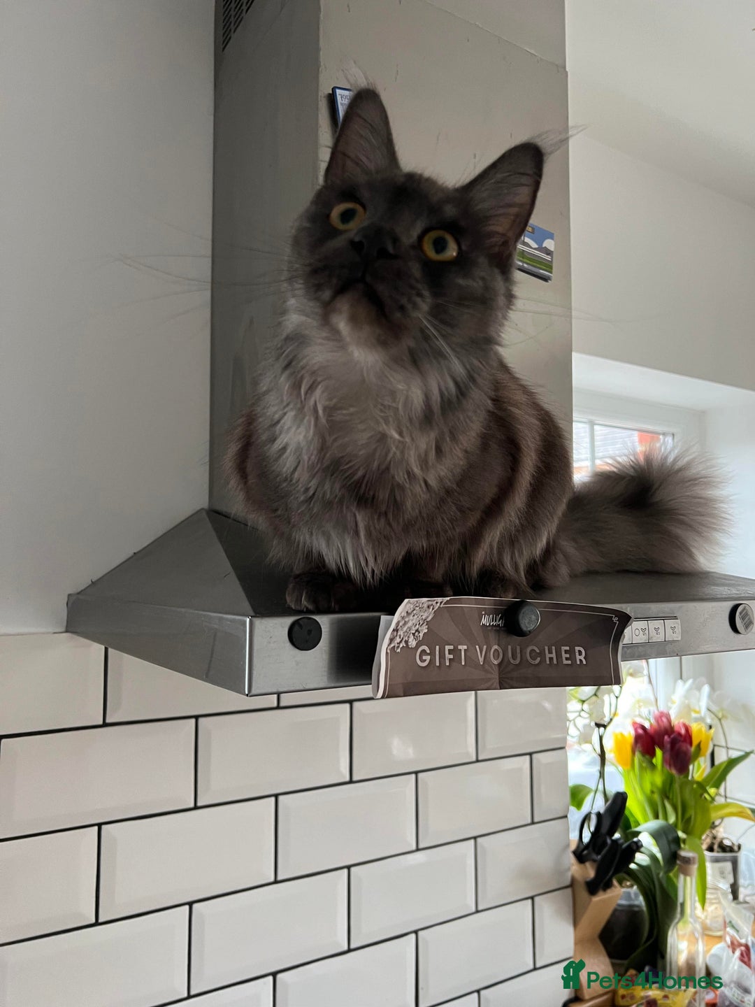 Maine Coon cats for sale: TICA Maine Coon male boy black smoke ready XXL cat - Advert 6