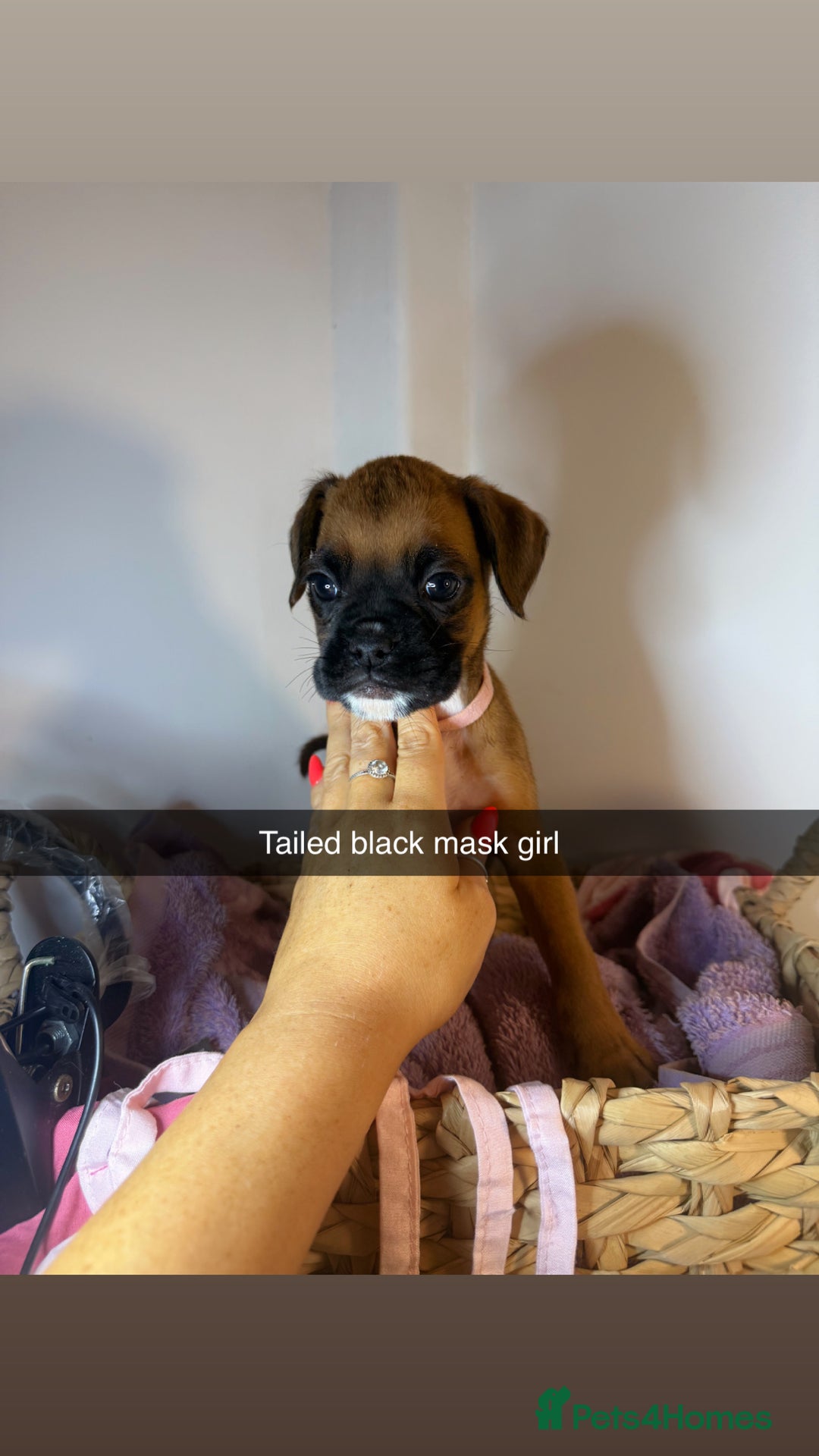 Boxer dogs for sale: Flashy boxer/red - natural bob tail/tail  - Image 14