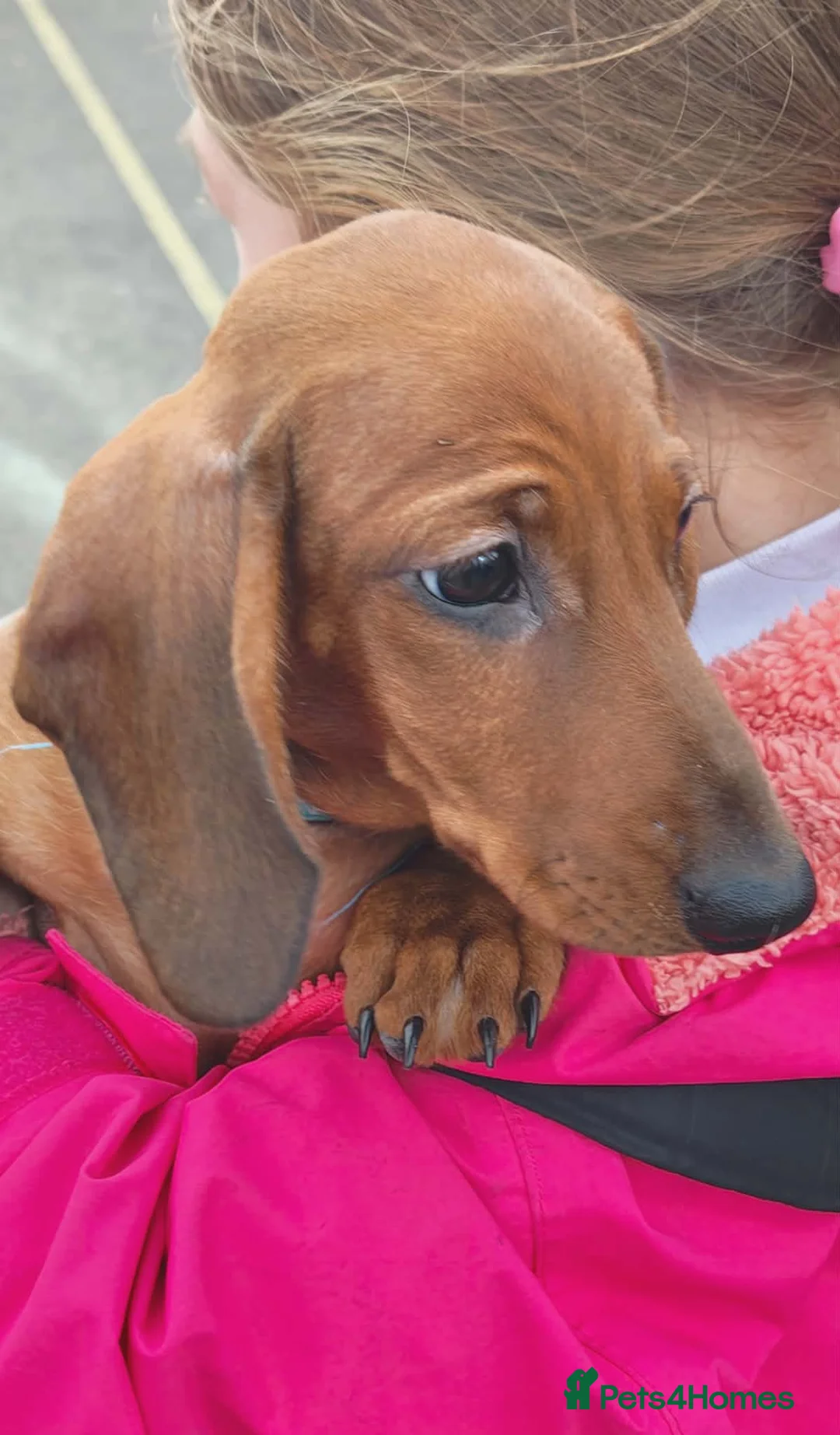 Miniature Dachshund dogs for sale: Miniature dachshund puppies  - Advert 1