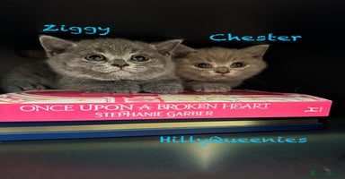 British Shorthair cats - Advert 3