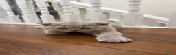 Scottish Fold cats for sale: Adorable Scottish Fold & Scottish Straight Kittens - Advert 5