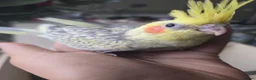 Cockatiels birds for sale: Baby cockatiels for sale - Advert 1