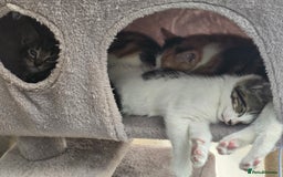 Mixed Breed cats for sale: Premium kittens ready to find their new homes - Image 8