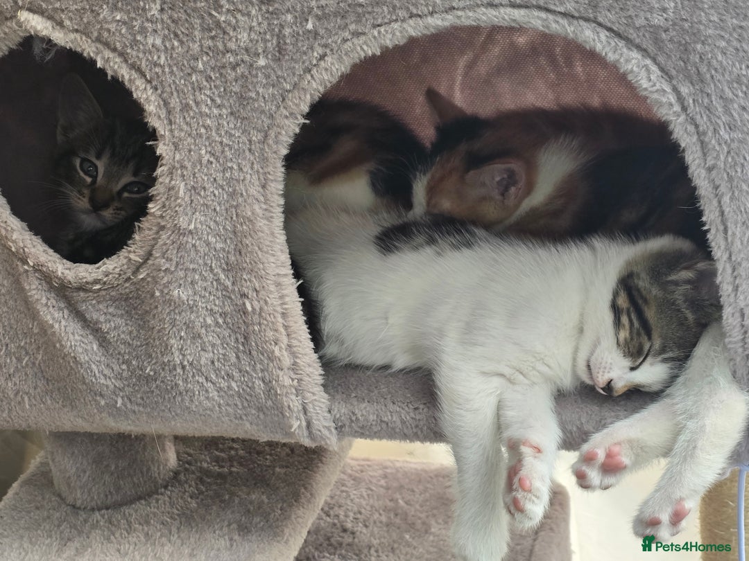 Mixed Breed cats for sale: Premium kittens ready to find their new homes - Image 8