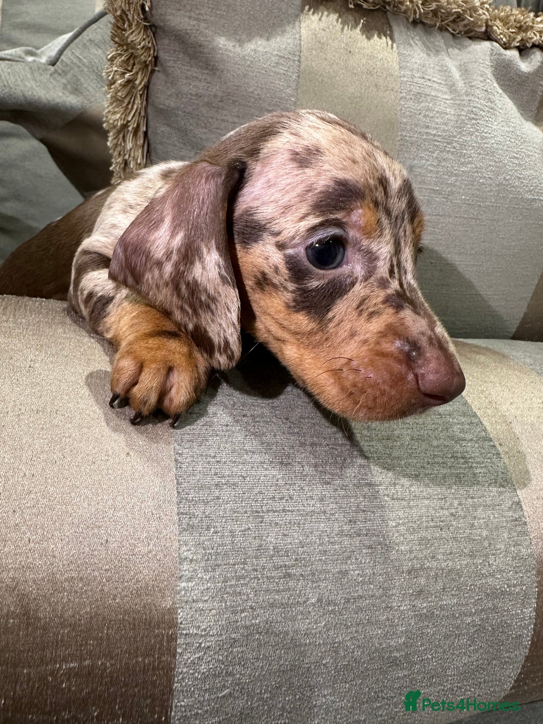 Miniature Dachshund dogs for sale: True Miniature Dachshund puppies  - Image 8