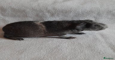 Guinea Pig rodents - Advert 16