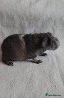 Guinea Pig rodents - Advert 6