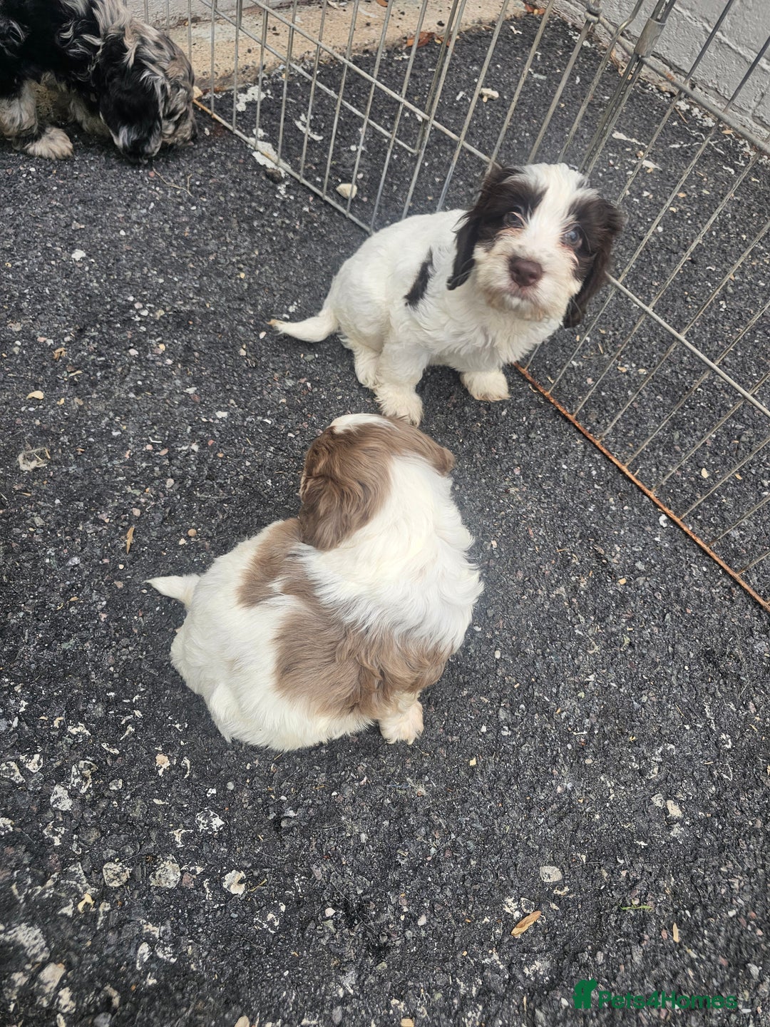 Cockapoo dogs for sale: Cockapoo puppies 🐶  - Image 36