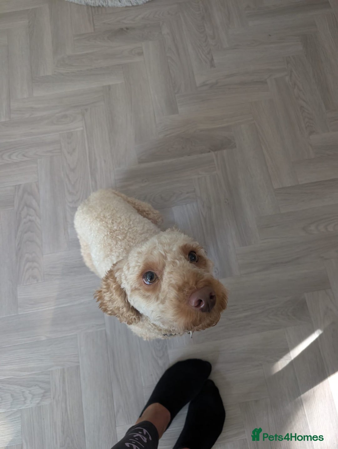 Mixed Breed dogs for sale: Lenny 15 month old toy poodle  - Image 3