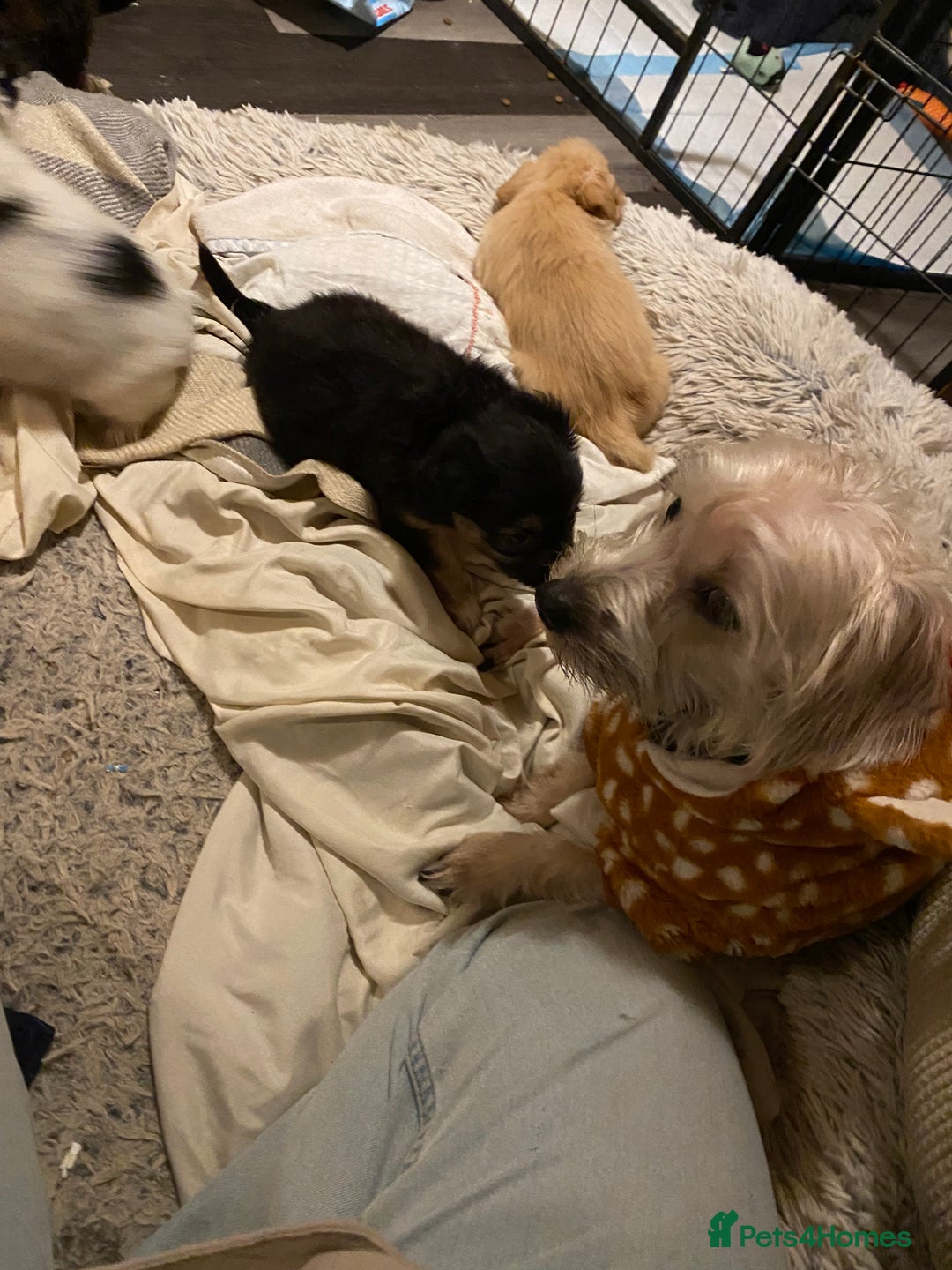 Mixed Breed dogs for sale: Terrier x pom - Advert 1