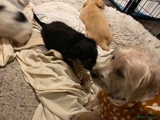 Mixed Breed dogs Terrier x pom - Advert 1