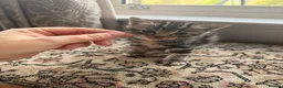 Mixed Breed cats for sale: Mix litter of beautiful kittens - Advert 9