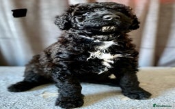Portuguese Water Dog dogs for sale: Portuguese Water Dog Puppies For Sale - Image 22