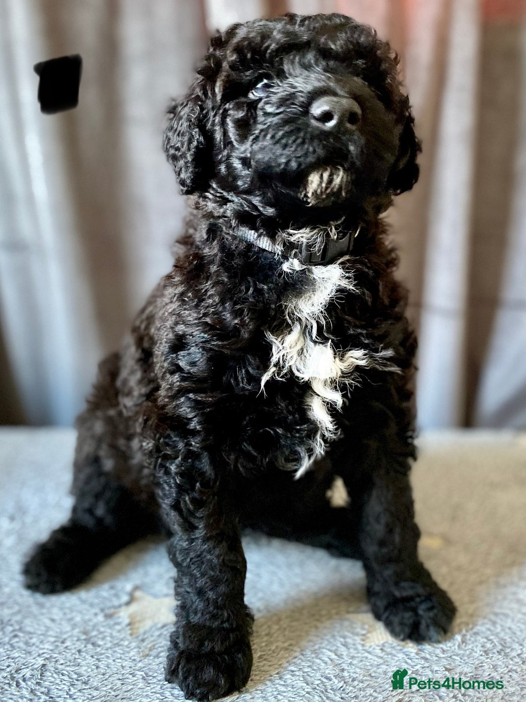 Portuguese Water Dog dogs for sale: Portuguese Water Dog Puppies For Sale - Image 22