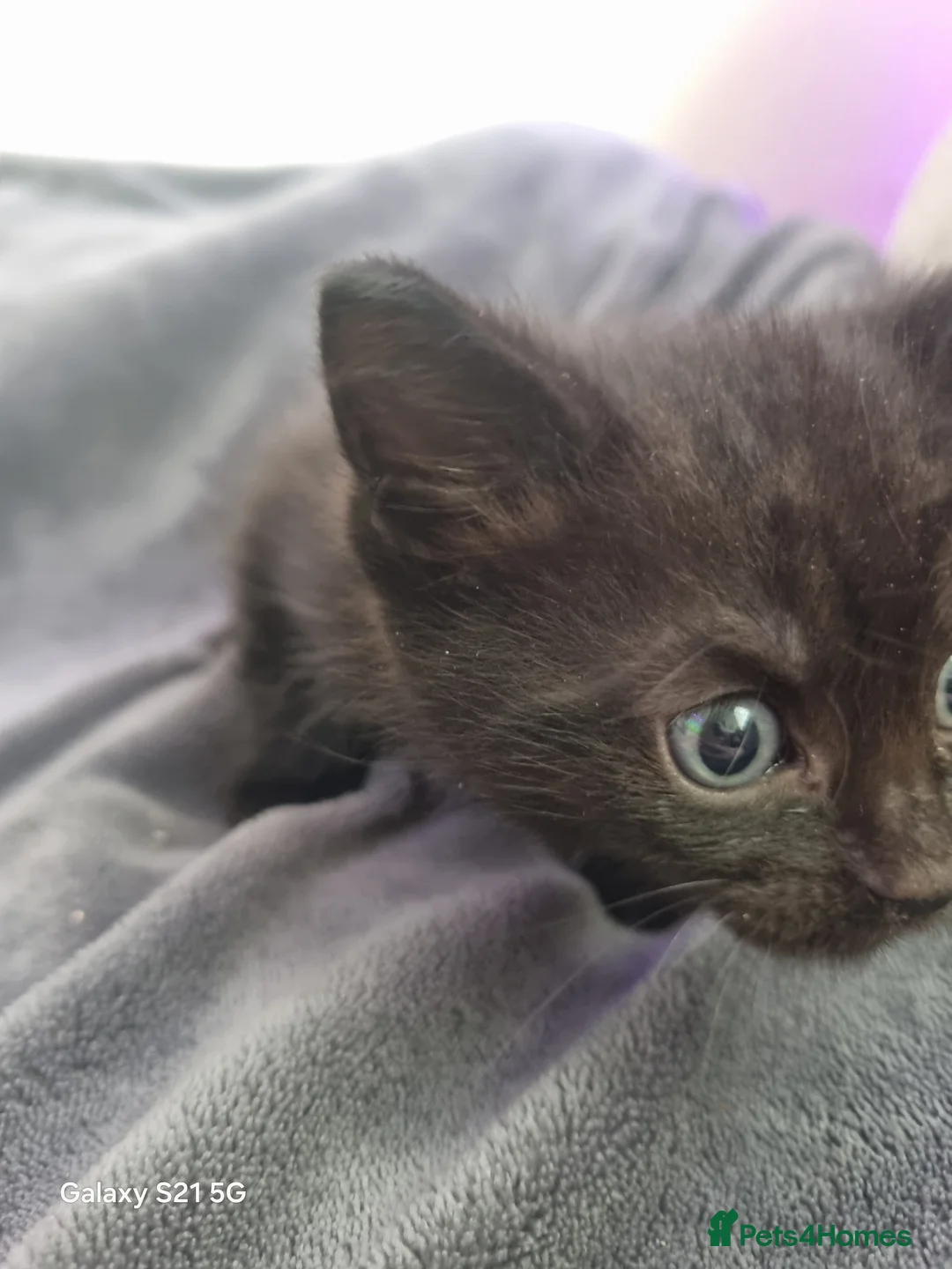 Mixed Breed cats for sale: long-haired kittens looking for a loving home - Advert 35