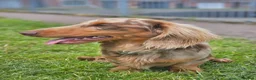 Miniature Dachshund dogs for stud: DUGGIE DOORSTOP ready for STUD - Advert 11
