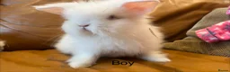 Lionhead rabbits for sale: mini double maned lionheads and mini lops  - Advert 8