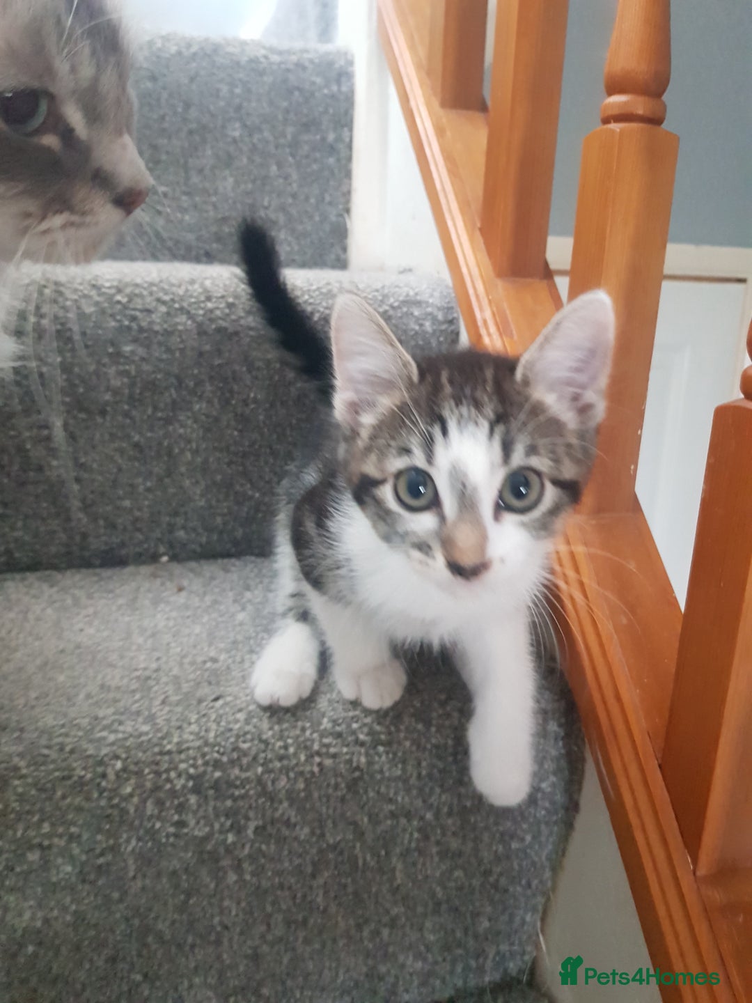 Mixed Breed cats for sale: Ragdoll cross maincoon kittens  - Image 20