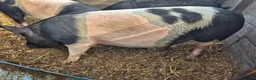 Pig livestock for sale: Saddleback x tamworth  - Advert 4