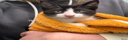 Mixed Breed cats for sale: Two black and white Cats for sale  in Rotherham - Advert 15