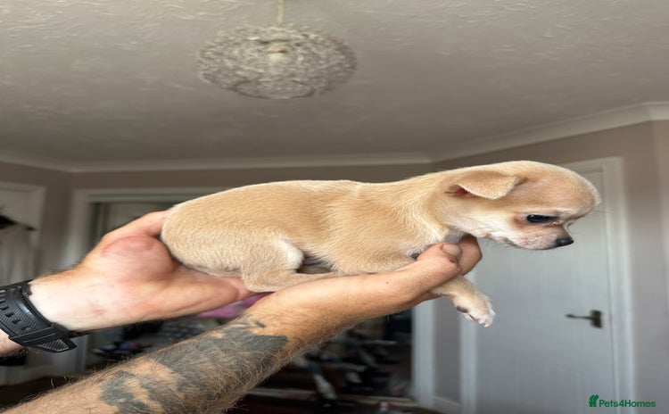 Chihuahua dogs - Advert 8