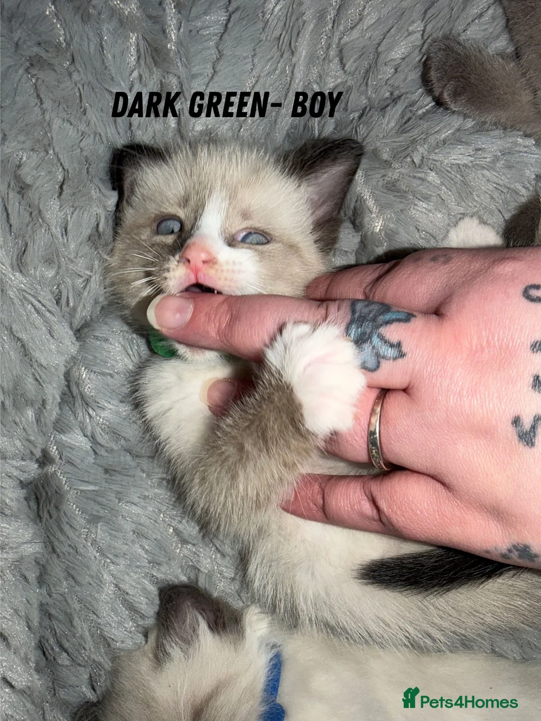 Ragdoll cats for sale: 5 beautiful ragdoll cross kittens available. - Advert 19