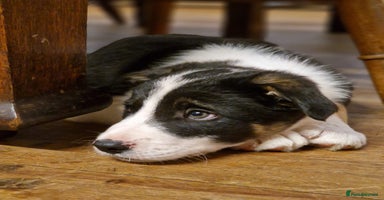 Border Collie dogs - Advert 3