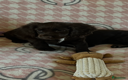 Cocker Spaniel dogs for sale: Cocker spaniel pups - Image 2