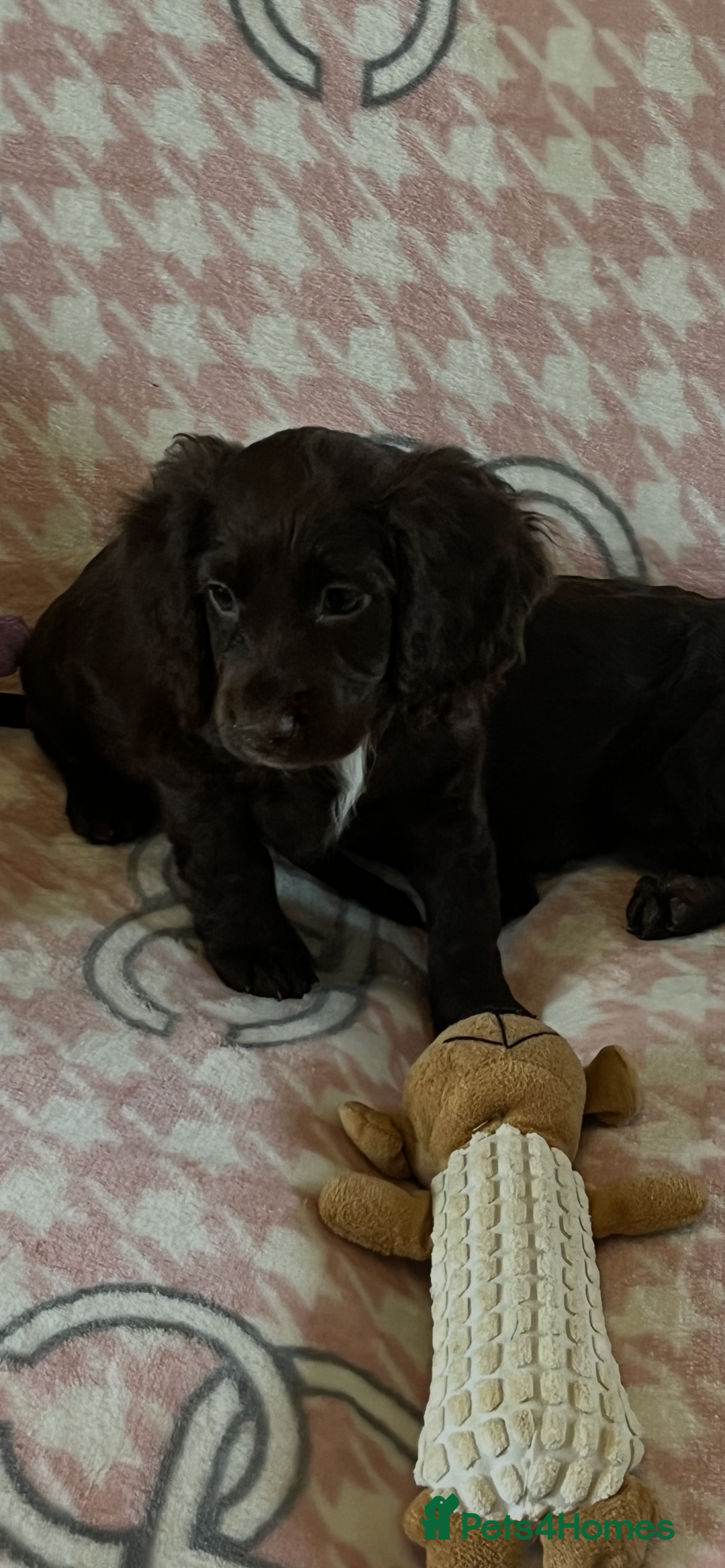 Cocker Spaniel dogs for sale: Cocker spaniel pups - Image 2