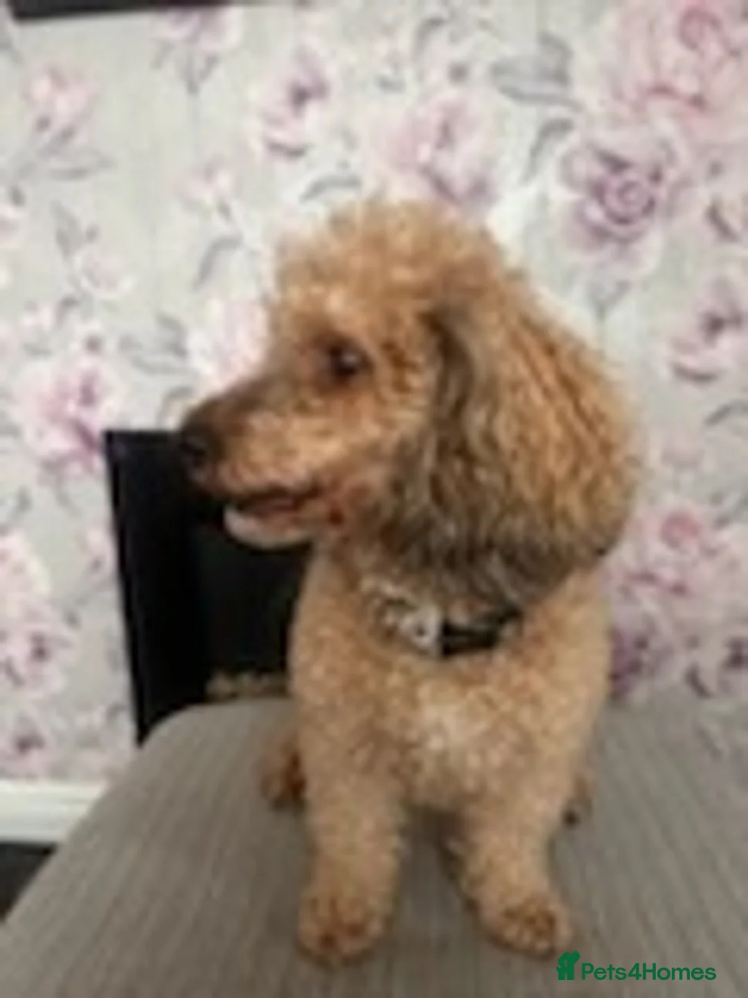 Miniature Poodle dogs for stud: 🏆PROVEN🏆 sable miniature poodle health tested in Havant - Advert 11