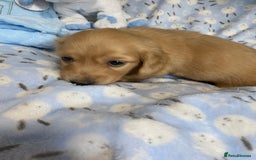 Miniature Dachshund dogs for sale: English Cream Mini Long Haired Dachshund  - Image 6
