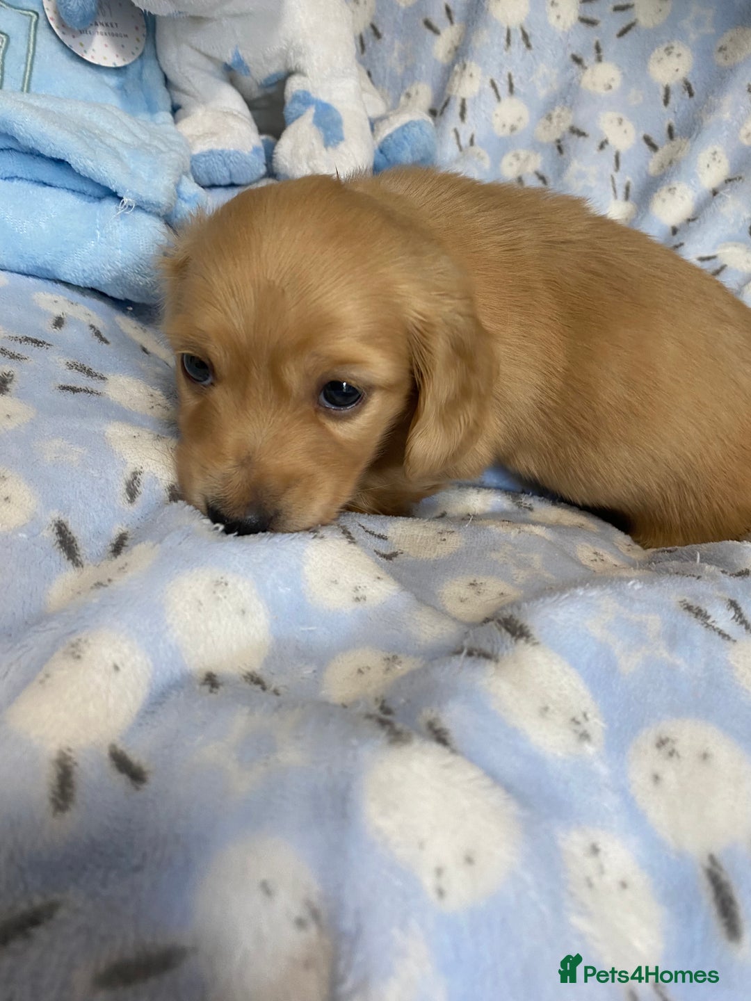 Miniature Dachshund dogs for sale: English Cream Mini Long Haired Dachshund  - Image 6