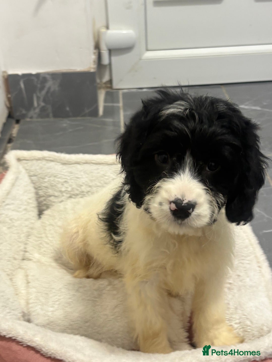 Cockapoo dogs for sale: cockapoos  - Image 1