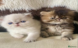 Persian cats for sale: GCCF PURE BRED PKD and PRA CLEAR PERSIAN EXOTICS  - Image 11
