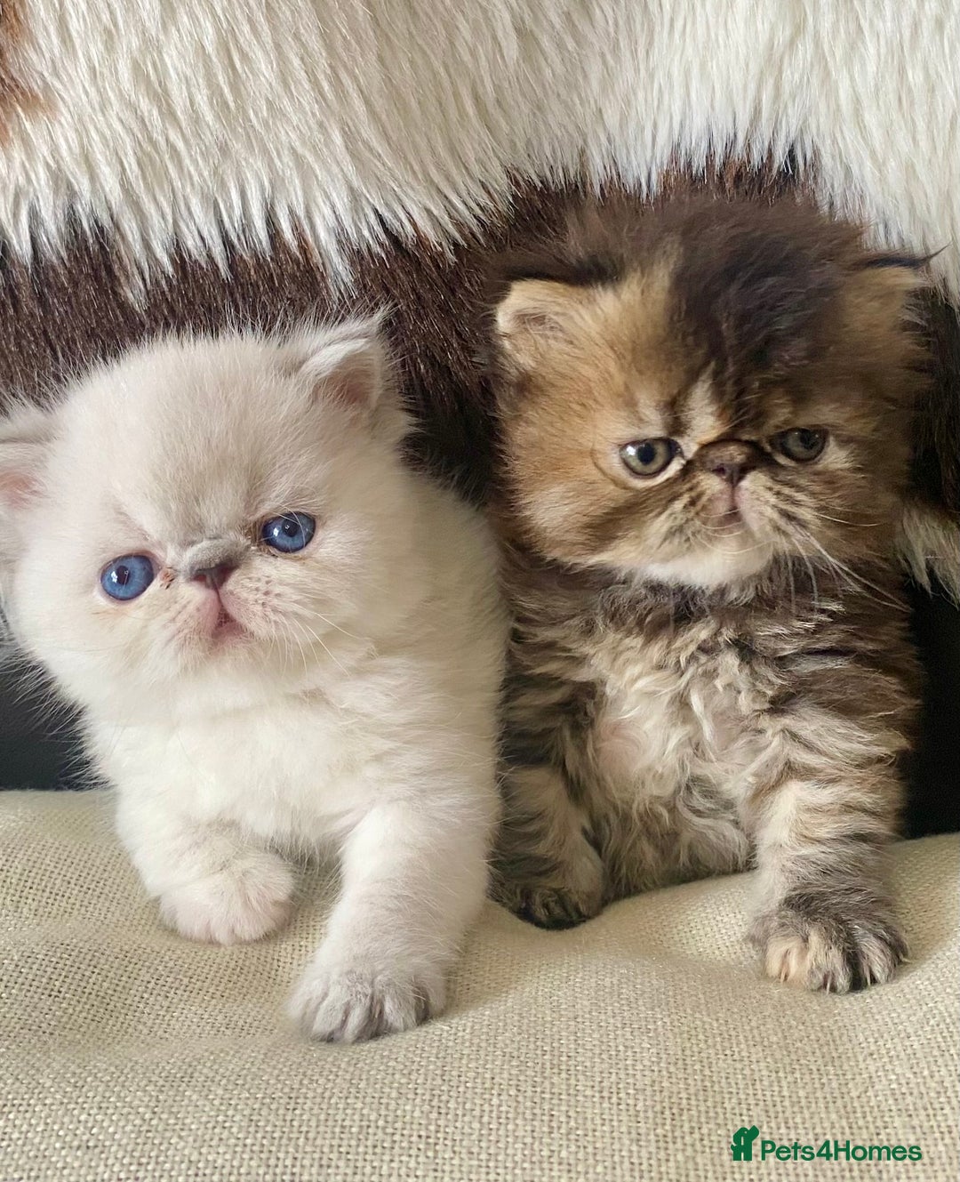 Persian cats for sale: GCCF PURE BRED PKD and PRA CLEAR PERSIAN EXOTICS  - Image 11