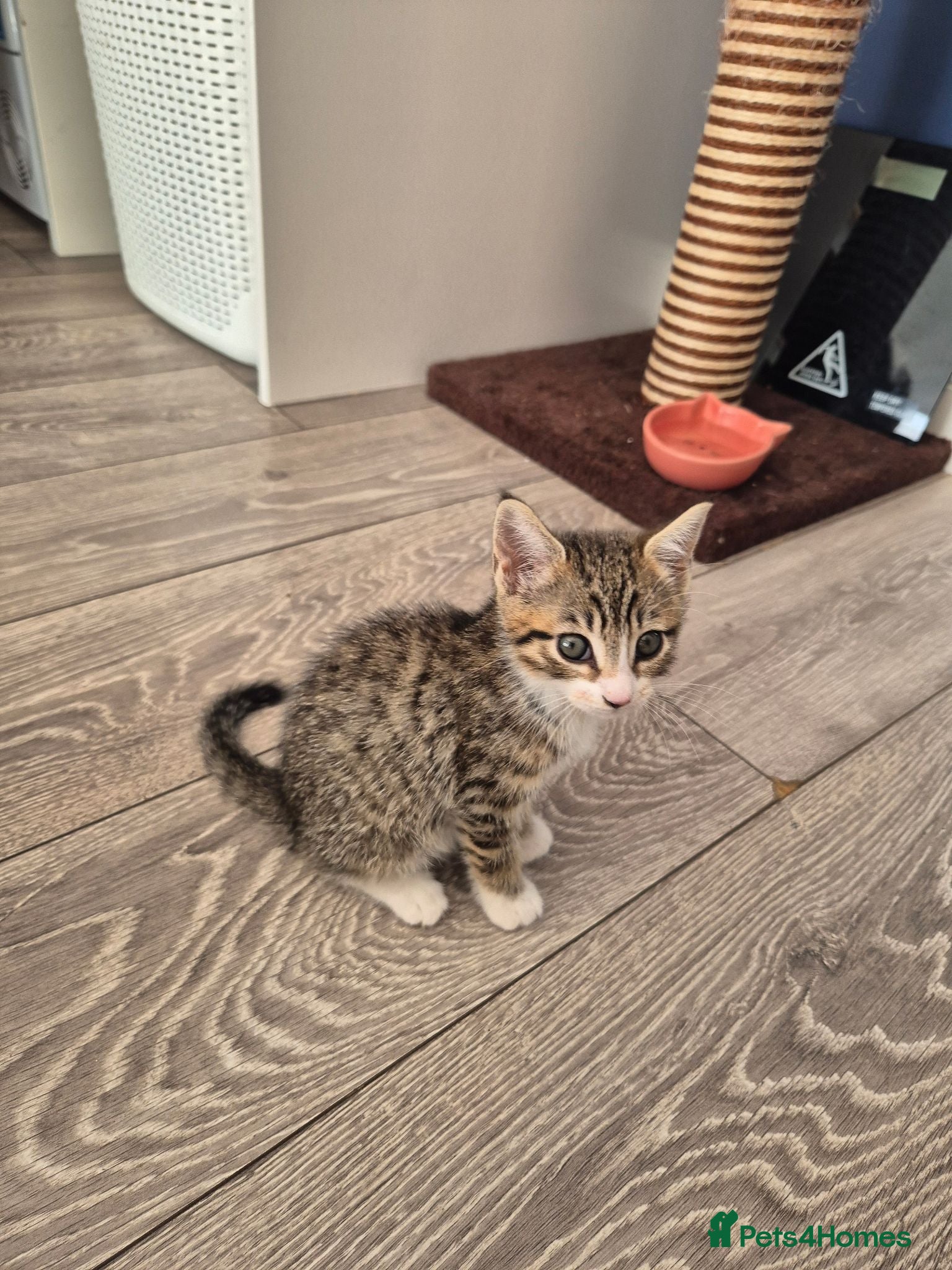 Mixed Breed cats Beautiful female kitten  - Advert 1