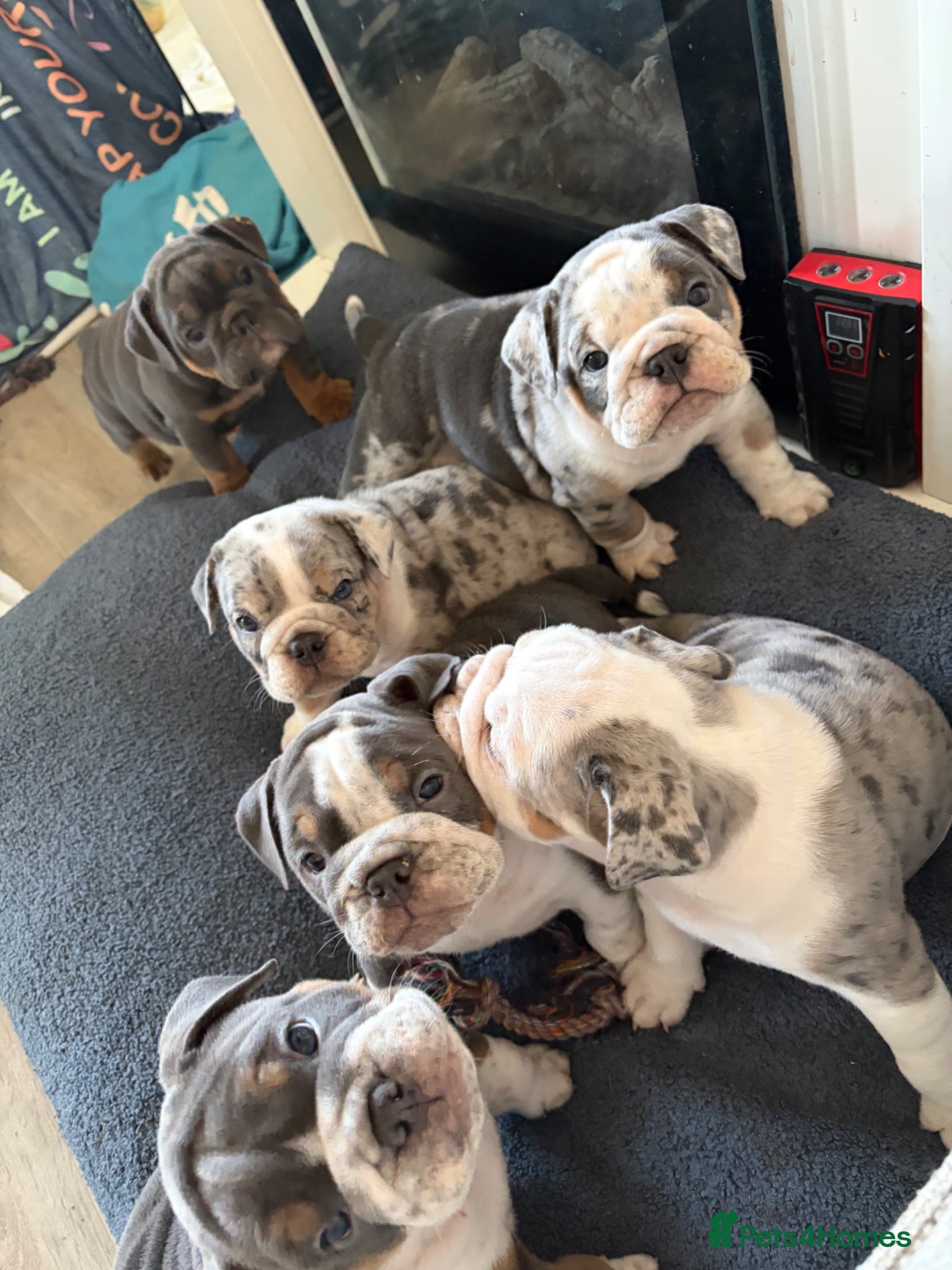 Mixed Breed dogs Olde English bulldog puppies  - Advert 9
