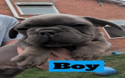 French Bulldog dogs for sale: French bulldog puppies!!! - Image 7